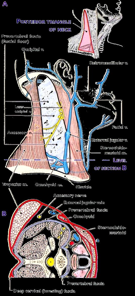 Other Arteries in the Posterior Triangle: The Suprascapular and Transverse cervical arteries, which arise from the first part of the artery via thyrocervical trunk.