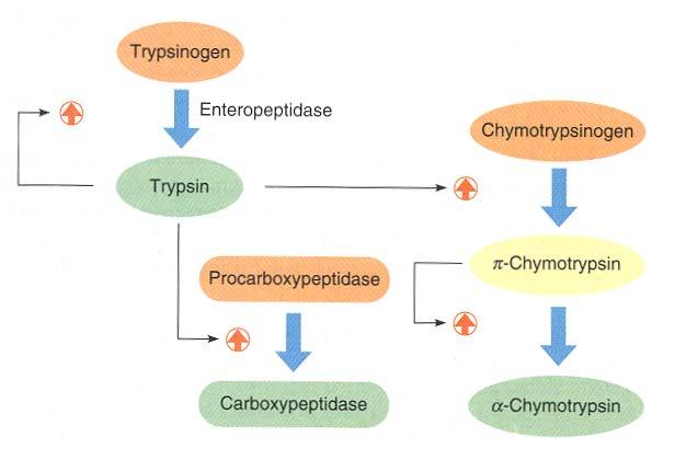 Zymogen Protease Examples Chymotrypsinogen