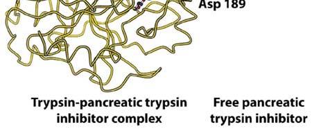 Pancreatic trypsin inhibitor is a substrate, but the peptide bond "after" that Lys is cleaved only VERY slowly (time scale of months).