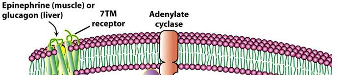 Adenylate Cascade and Activation of Protein Kinase A by cyclic AMP (camp) 1. Regulatory cascade starts with hormone binding to extracellular receptor conformational changes in membrane proteins 2.