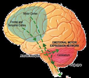 5/3/17 Hypotheses of PBA Pathophysiology PBA may result from Lesions in the corticobulbar tract that disrupt voluntary control of emotional expression and disinhibit, u or release, laughter/crying