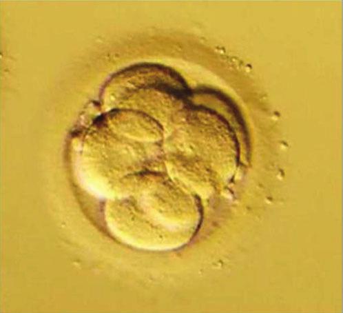 EMBRYOGENESIS 2 cells Cleavage stage 6-8 cells 1 2 Compacting morula stage 10-20 cells DAYS AFTER FERTILIZATION 3 Trophectoderm forms placenta Expanded blastocyst stage 80-120 cells Next generation