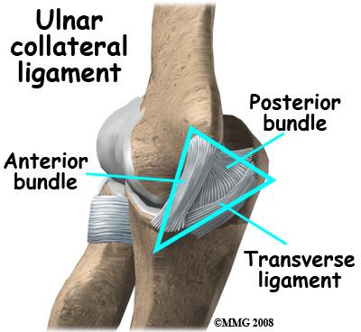 Together these two ligaments, the ulnar (or medial) collateral and the lateral collateral, connect the humerus to the ulna and keep it tightly in place as it slides through the groove at the end of