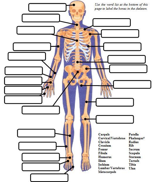 Directions: Identify the bones in the skeleton.
