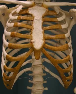 The rib cage and shoulders of males are generally wider and larger than those of females.