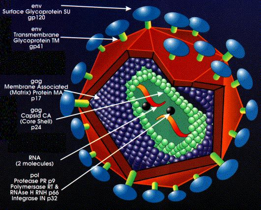 Structure of a Lenti-virus