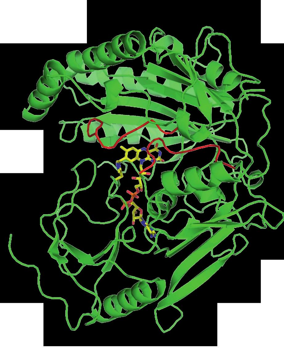 Subcellular Biochemistry 51 J.R. Harris Editor Cholesterol Binding and Cholesterol Transport Proteins Harris Ed.