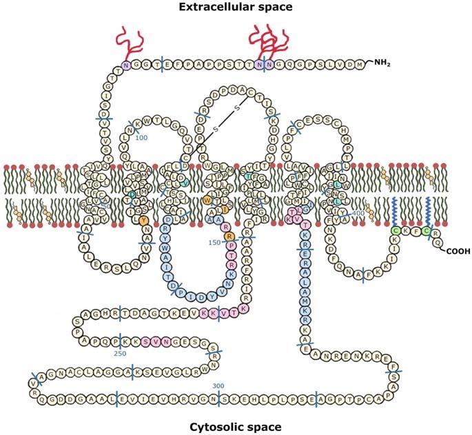 16 Cholesterol and G-Protein Coupled Receptors 453 Fig. 16.3 A schematic representation of the membrane embedded human serotonin 1A receptor showing its topological and other structural features.