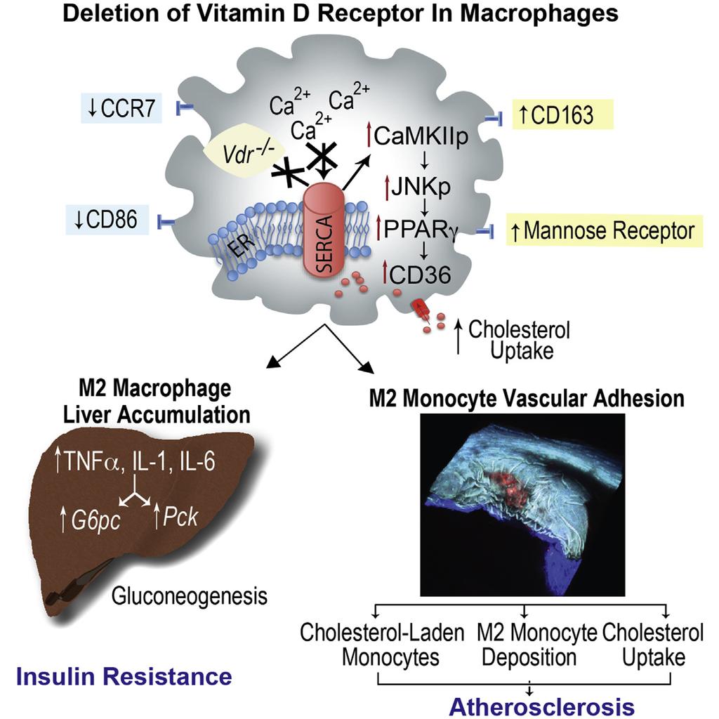 Article Deletion of Macrophage Vitamin D Receptor Promotes Insulin Resistance and Monocyte Cholesterol Transport to Accelerate Atherosclerosis in Mice Graphical Abstract Authors Jisu Oh, Amy E. Riek,.