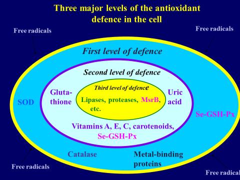 Interestingly, in the development of most the aforementioned diseases redox balance deterioration and oxidative stress are involved.