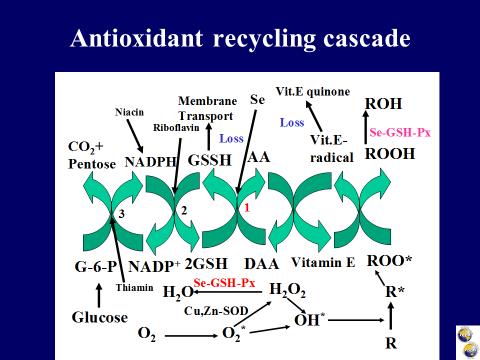 E + LOO* = Vit.E* + LOOH As a result of the lipid peroxyl radical scavenging by vitamin E, a toxic product called lipid hydroperoxide (LOOH) is formed and must be removed from the cell.
