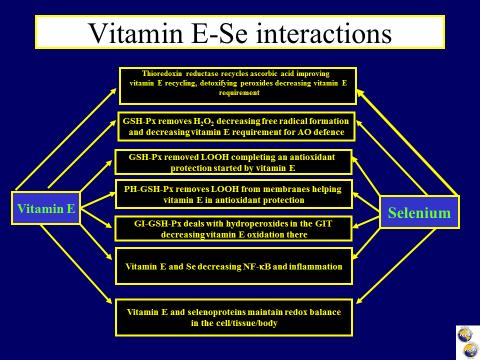 In the vitamin E recycling cascade there is a special role for selenoenzyme thioredoxin reductase (1) which is responsible for recycling ascorbic acid and maintaining the whole chain of vitamin E
