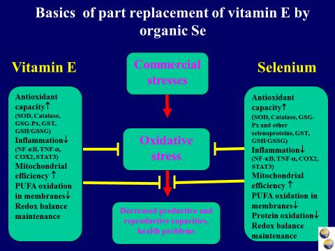 Indeed, the antioxidant potential of vitamin E is more dependent on efficacy of its recycling than on its concentration and Se has a special role to play in this process.