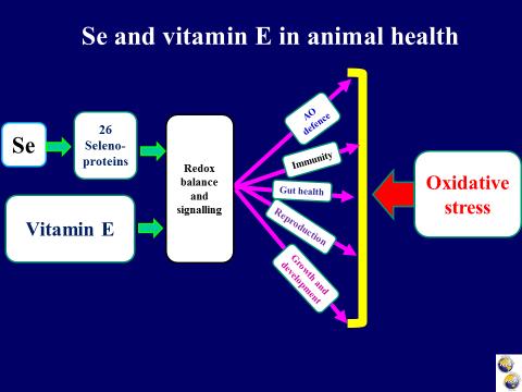 health, reproduction, growth and development of animal/poultry in commercially relevant stress conditions. Is it possible to replace vitamin E by Se?