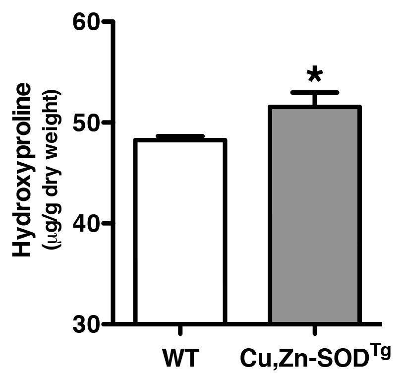 Cu,Zn-SODTg mice revealed dense fibrosis in the majority of the lung (Fig 6C) In contrast, the WT