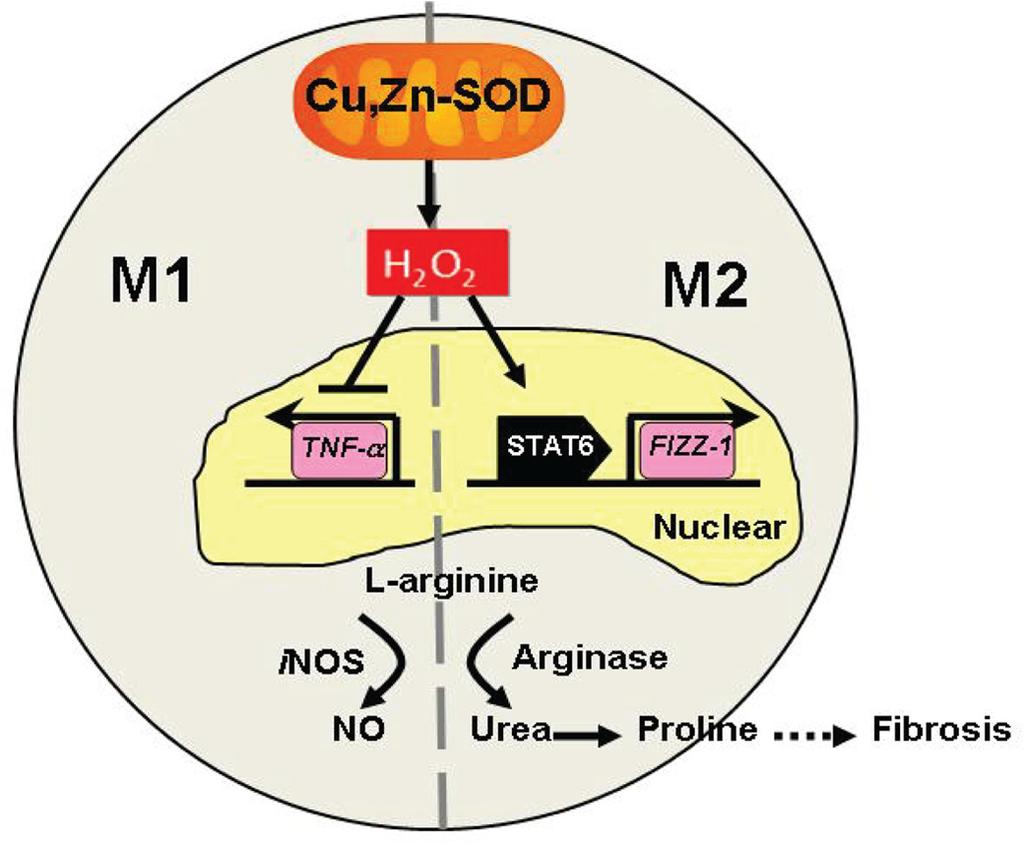TGF- was significantly higher in Cu,Zn-SOD Tg compared with WT mice, indicating a dominant pro-fibrotic environment and M2 macrophage polarization (Fig 6D) To further verify the histopathological