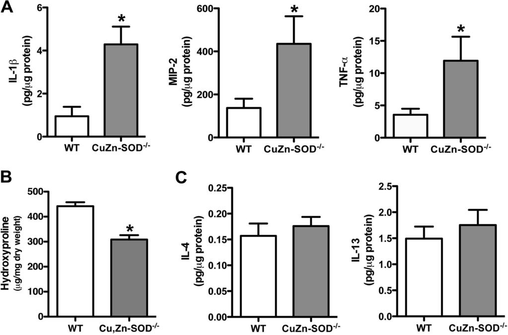 FIGURE 2 Cu,Zn-SOD / macrophages have increased M1 markers A, WT and Cu,Zn-SOD / mice were exposed to 100 g of chrysotile asbestos intratracheally IL-1, MIP-2, and TNF- cytokine levels were measured