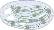 1 Chloroplasts are obtained from plant cells. 2 Chloroplasts are lysed (broken open) to release their contents. 3 Thylakoids are isolated from the broken chloroplasts and added to buffer at ph4.