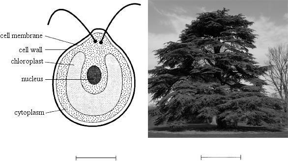 158. Fig. 1 shows the structure of a single-celled organism called Chlamydomonas which shares many features with plant cells. Fig. 2 shows a cedar tree.