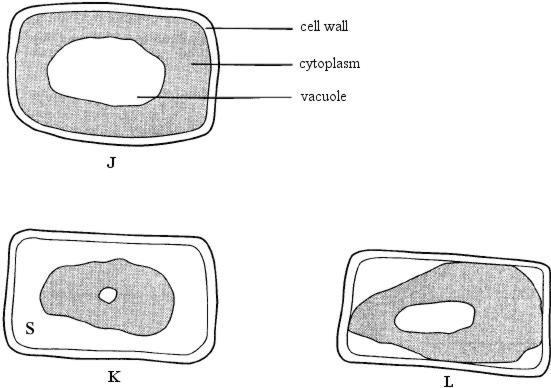 84. (a) Fig. 1 represents the appearance of a plant cell in salt solutions of three different concentrations. cell wall cytoplasm vacuole J S K L Fig.