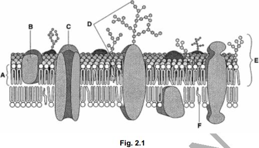 Question: 52 Fig. 2.1 represents the structure of a plasma (cell surface) membrane.