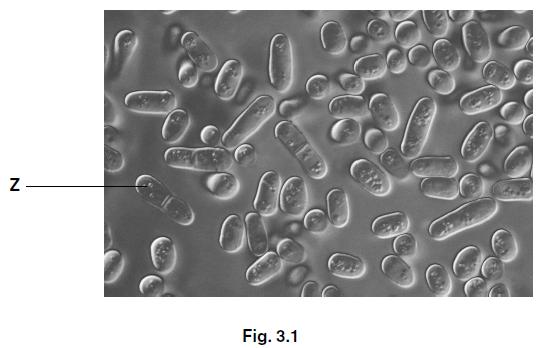 (d) The student placed a small sample of the yeast suspension on a microscope slide and observed it under high power. Fig. 3.