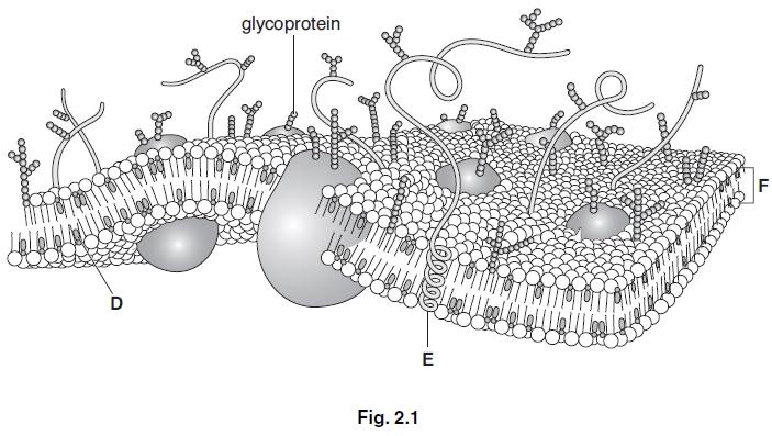 Question: 34 Fig. 2.1 shows the structure of a plasma (cell surface) membrane.