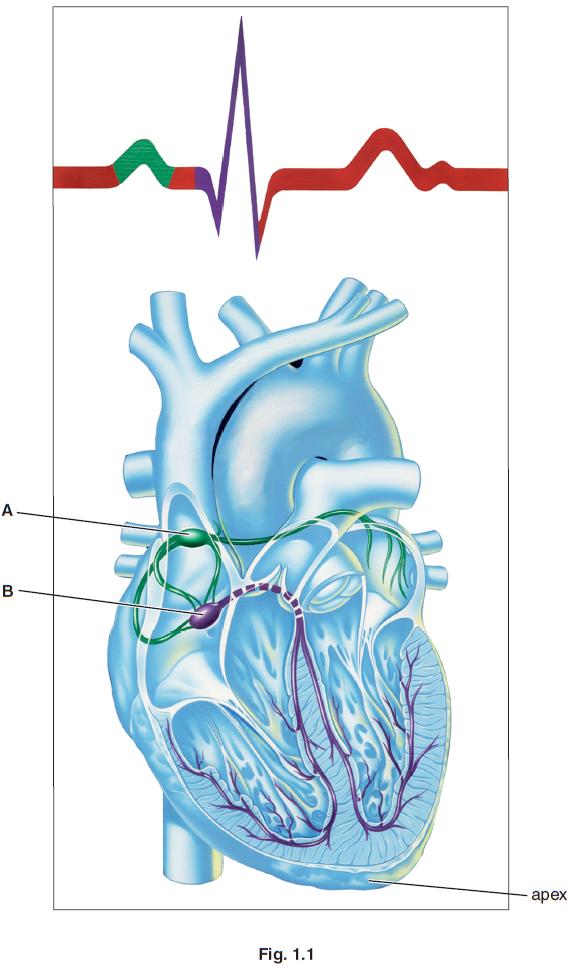 Fig. 1.1, shows the nervous pathways that coordinate heart action.