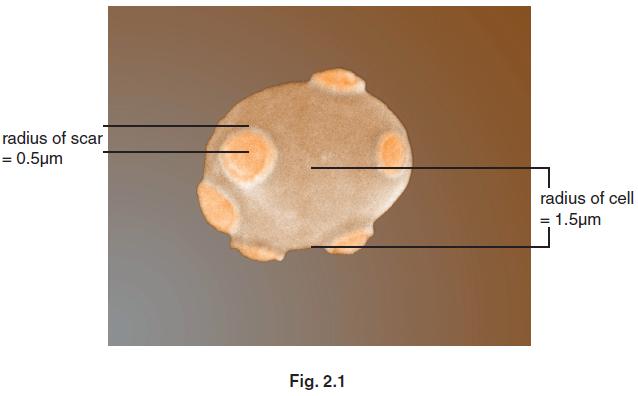 Question: 47 (a) Fig. 2.1, shows a yeast cell with scars resulting from its reproductive process.
