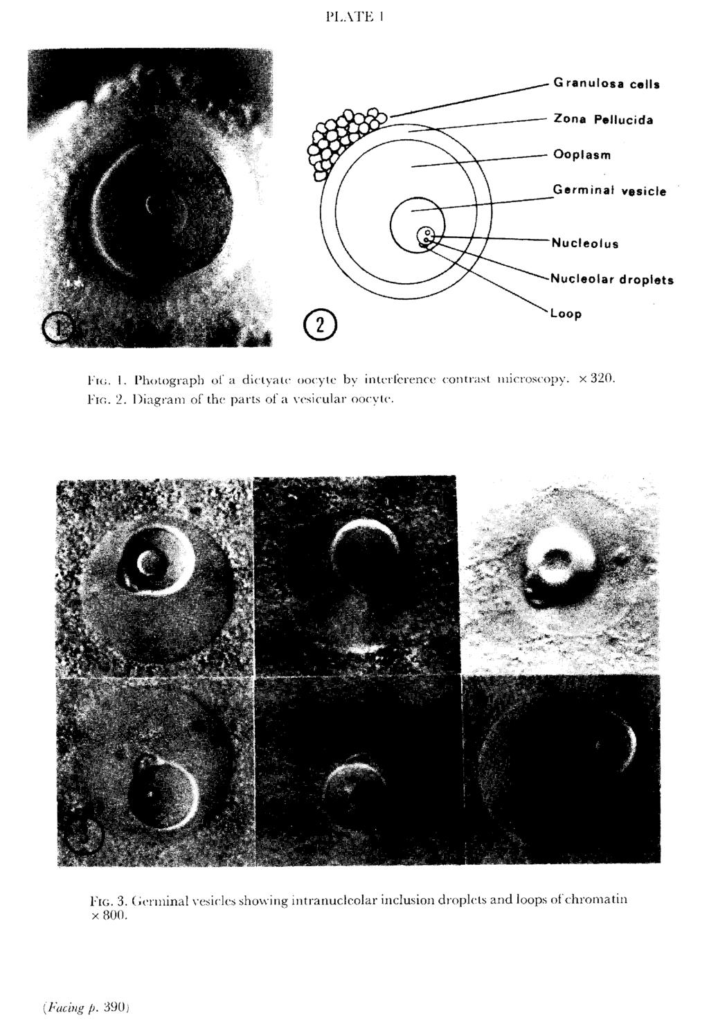 PLATE 1 of a dictyate oocyte by