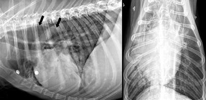 E m e rg e n c y M e d i c i n e C O N T I N U E D 1 A Right lateral (A) and ventrodorsal (B) radiographic projections of the thorax of a dog presenting with acute respiratory distress.