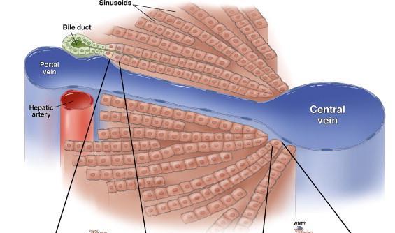 Modeling the Liver Lobule Periportal (PP) end