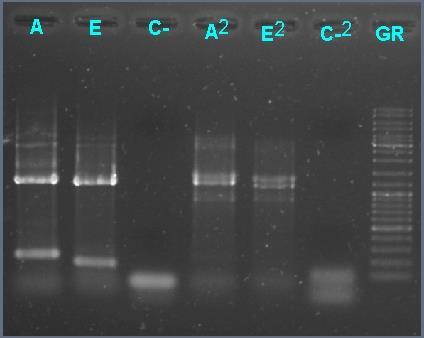 J62: primers were 7579F and BF_EnvR3, template of DRHS 62 cdna; C : control negative using H 2 O as template; C+: control positive using existing cdna as template and AE_Pol4086F and AE_Pol5232R as