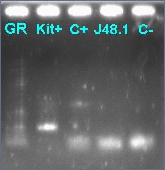 J48: using primers AE_Env7633F and BF_EnvR3, with expected band at 1274 bp; C+: using same primer with J48, pnl-4-3 as template; C : using control negative from DRHS 48 extraction as template.