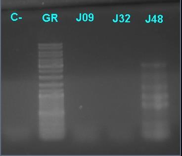Figure 5. One-step PCR of New Samples. SuperScriptIII enzyme was used to amplify newly extracted samples using AE_Env7633F and BF_EnvR3 as primers, with expected band at 1274 bp.
