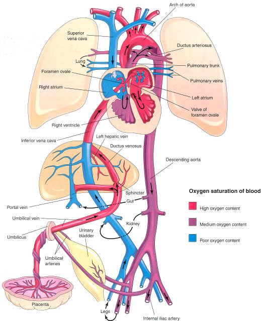 Fetal cardiac hemodynamics Blood enters the fetal heart via the conduits into the right atrium. The ductus venosus and the hepatic veins empty into the IVC which directs blood into the right atrium.