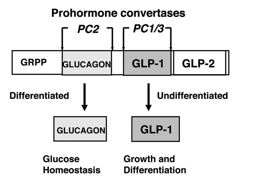 REVIEW REVIEW Figure 1. Proglucagon expression in a cells. Alternative cleavages of proglucagon to glucagon and GLP-1.