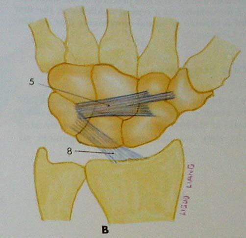 capitate ligament 2,4 Long and Short Radio lunate ligament 3. Ulno lunate, Ulno triquetral ligament 5.