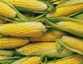 Simplified bio-ethanol production processes 1 st generation corn-based ethanol