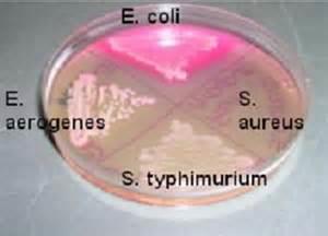 MacConkey s Agar Combination of selective and differential medium.