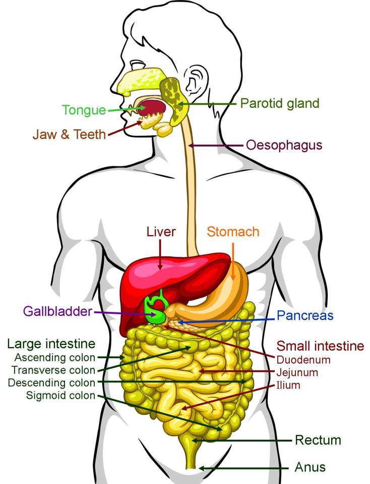 Gastrointestinal tract Pathogens gain entrance of the gastrointestinal (G.I.) tract through contaminated food or water, or dirty hands.