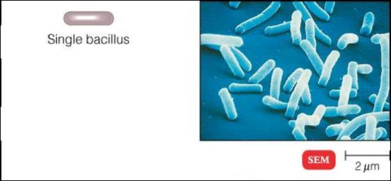 Bacilli A bacillus is a rod-shaped bacteria Most Enterobacteriaceae appear as
