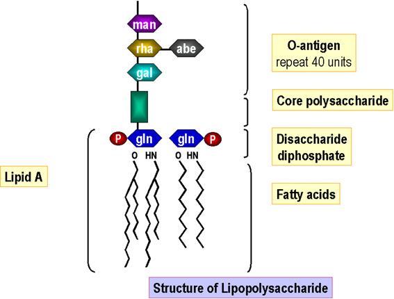 Lipopolysaccharide (LPS) LPS is an endotoxin because it is poisonous to mammalian cells.