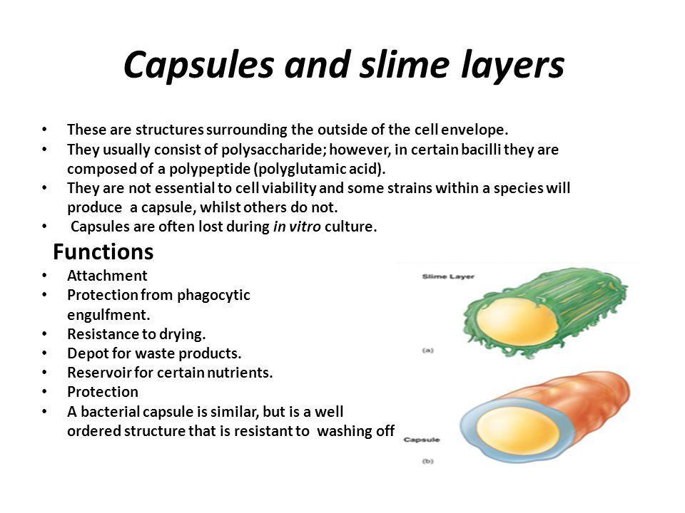 Capsule & slime layer Enterobacteriaceae produce a wide variety of different capsule structures and