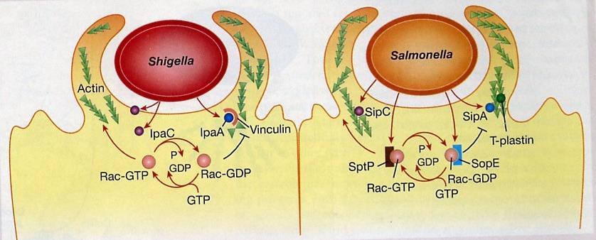 The effectors modulate host functions or stimulate uptake into non-phagocytic cells.