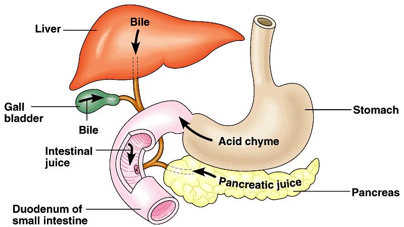 Bile Bile is secreted by the liver, stored in the gall bladder and ejected into the small intestine Bile is severely antimicrobial and only