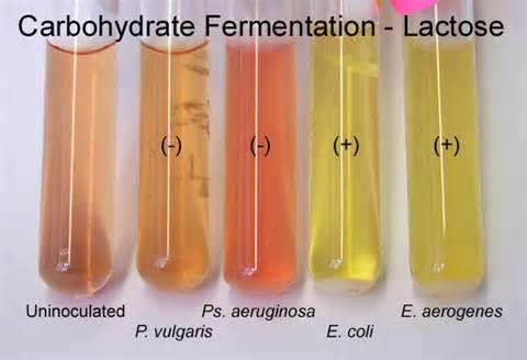 Lactose fermentation test Carbohydrate fermentation tests with ph indicator can show production of
