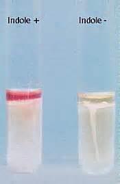 Tryptophan conversion (indole test) Some bacteria are able to convert the amino acid tryptophan using the tryptophanase enzyme.
