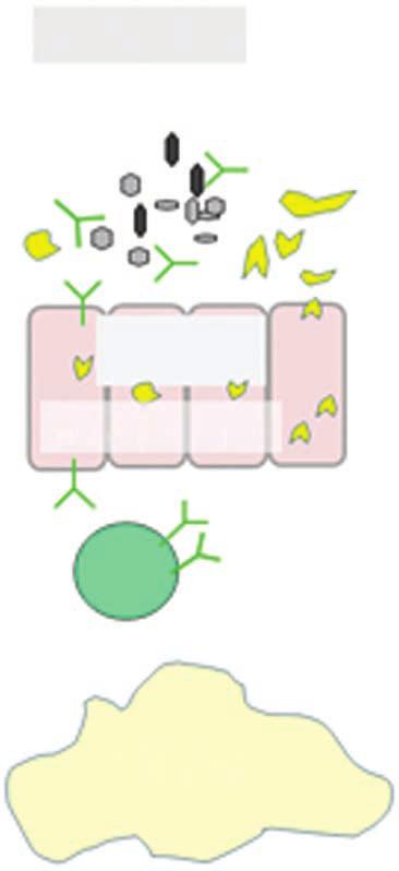 Figure 6 Balane between immune and metaboli proesses in vitro and in vivo in mie and humans.