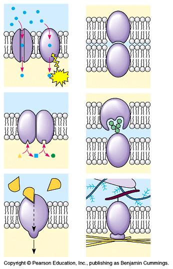 Role of Proteins: TRANSPORT ENZYMATIC ACTIVITY SIGNAL TRANSDUCTION